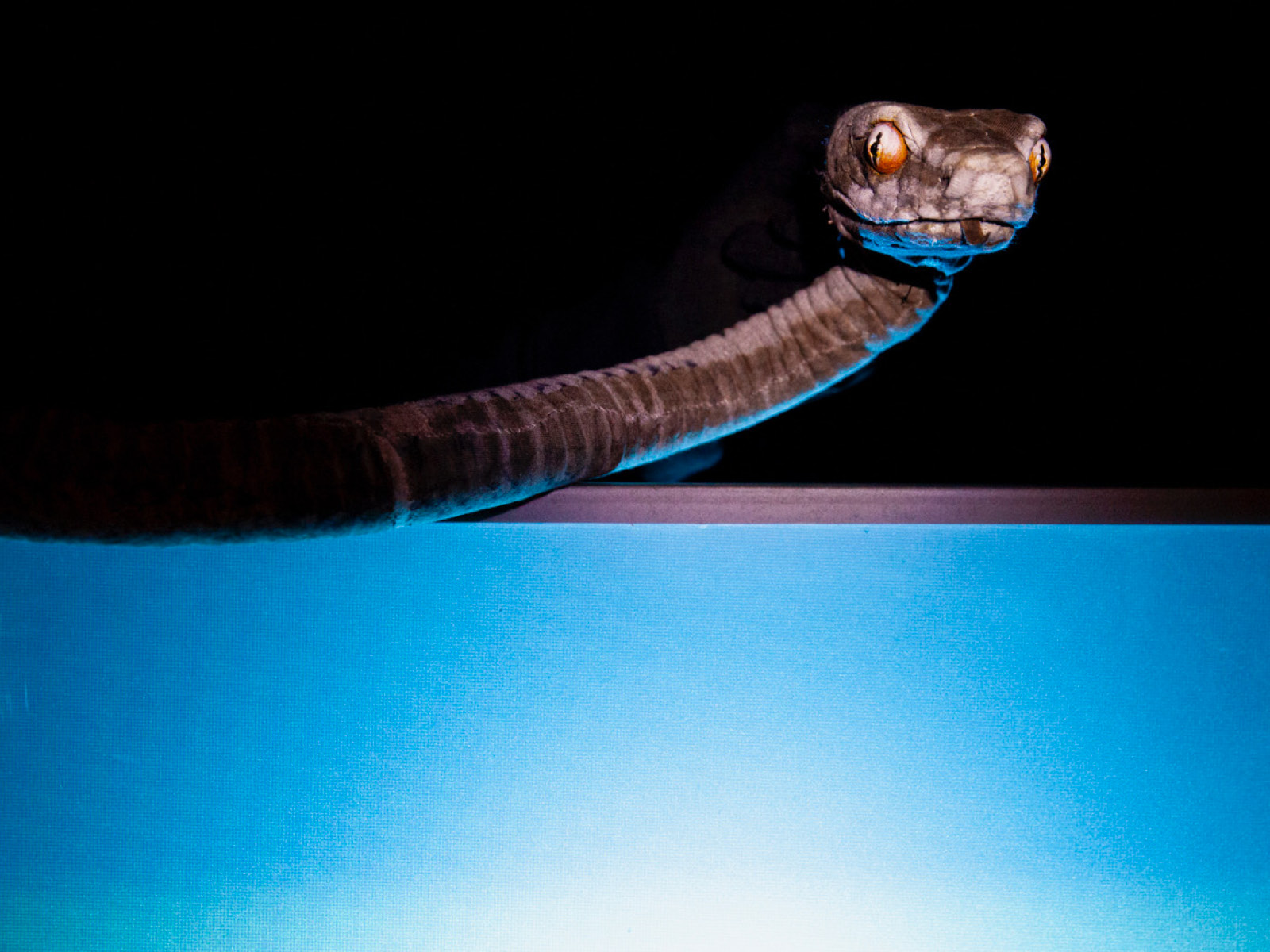 Klappmaulpuppe der Otter-Schlange, deren Kopf und Oberkörper von einem blau-weißen Spotlight beleuchtet werden, während ihre geschlitzten Pupillen und gelben Augen halb zugewandt zu den Betrachtenden schauen.