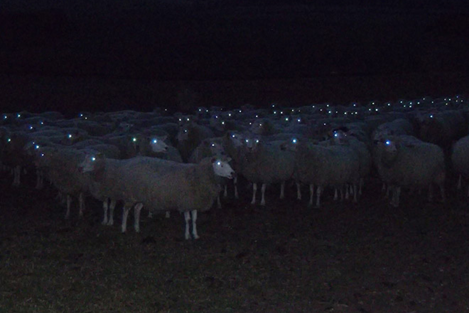 Eine im Dunkel kaum sichtbare Schafherde steht in der Nacht auf einer Weide. Nur die Augen der Tiere leuchten wie blau-weiße Lichtquellen.