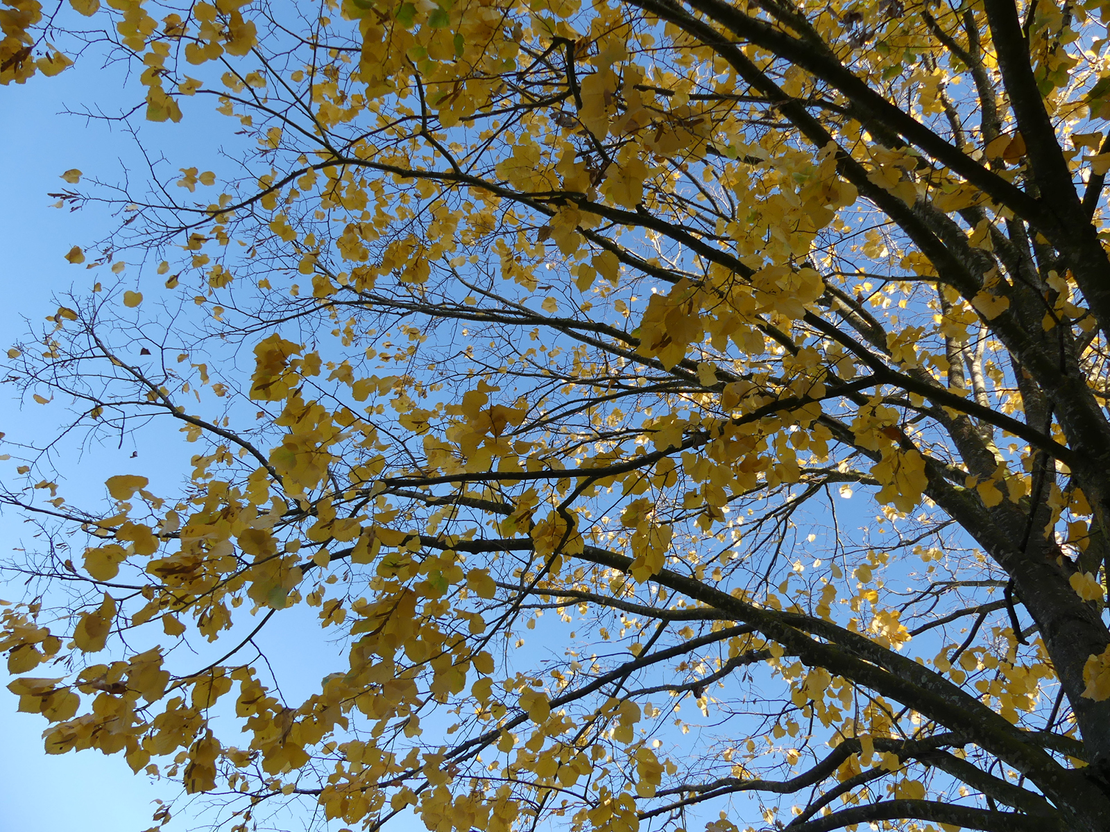 Blick nach oben in einen Baum mit gelben Blättern, darüber strahlend blauer Himmel.