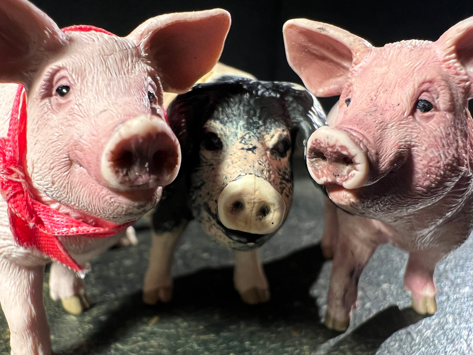 Die Figuren von drei Schweinchen, zwei rosa, eins braun mit Schlappohren blicken freundlich in die Kamera. Ein Schweinchen trägt ein rotes Halstuch.