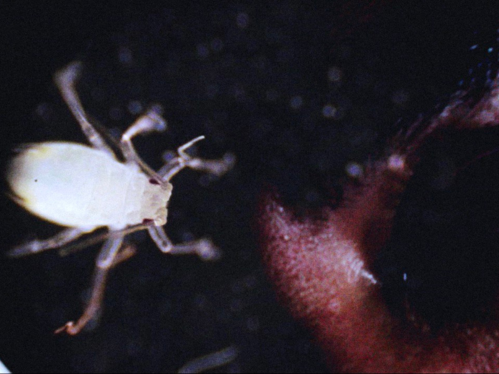 Ein schreckensweit geöffnetes Augenpaar blickt auf ein weißes, stark vergrößertes Insekt mit sechs Beinen und anliegenden Fühlern.