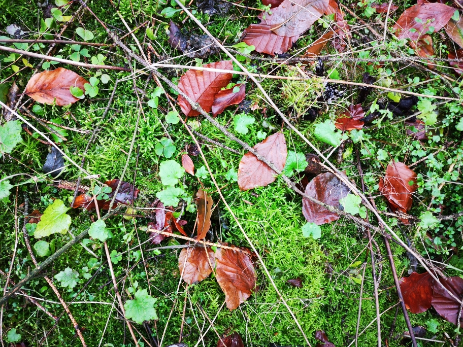 Stilleben eines saftig grünen Waldbodens mit Moos, Herbstblättern und kleinen krautigen Pflanzen.