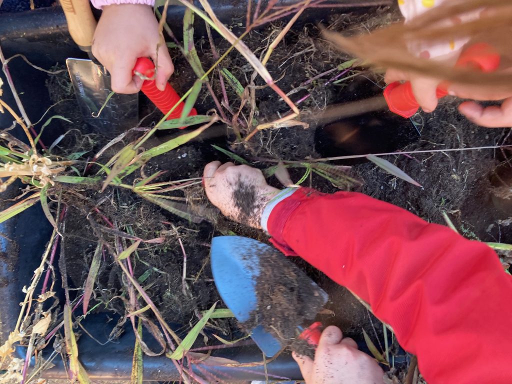 vieler Hände graben mit metallenen Schippen in schwarzer Erde entlang grüner dünner Stengel