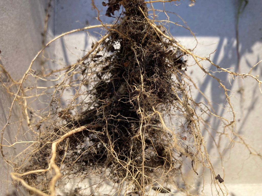 vor graumen Hintergrund steht eine helle klein verzweigte Wurzel mit Erdklumpen