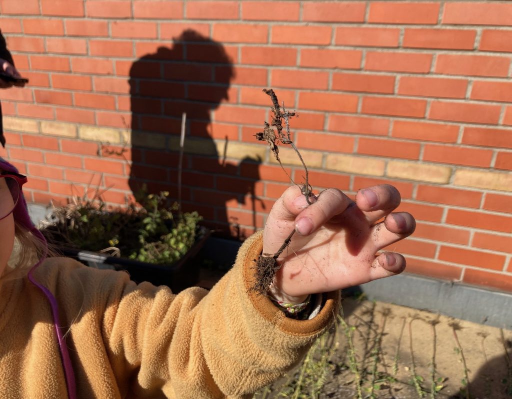 vor einer Ziegelwand ist ein Arm in beigefarbener Felljacke zu sehen, der eine kleine Pflanze mit Wurzel und Stengel in die Sonne hält. Im hintergrund entsteht ein Schatten auf der Wand