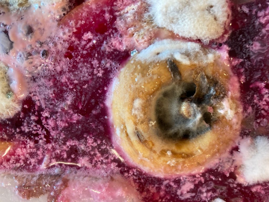 in einer bunten Masse sind rot-violette und weiße Schimmelstrukturen erkennbar, es ragt der BlattAnsatz einer Pastinaken-Wurzel gelblich--bräunlich heraus