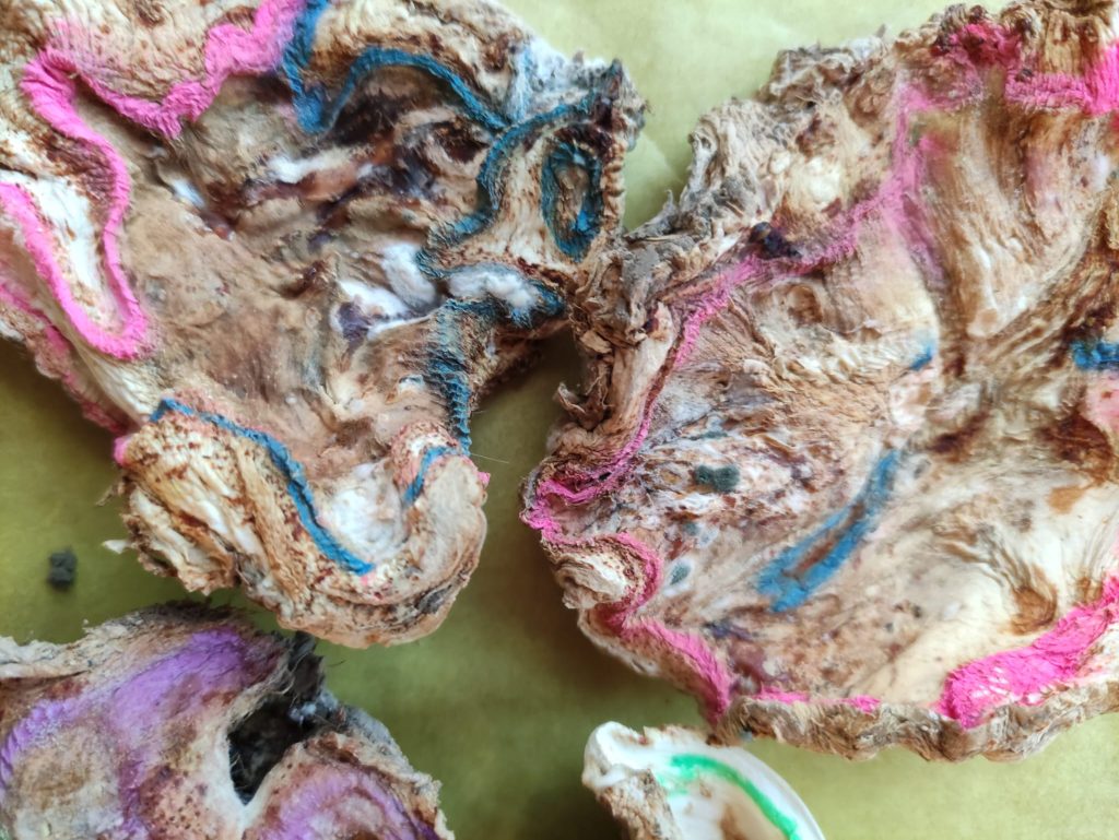 zwei getrocknete Selleriescheiben haben an einigen Stellen weißliche Pilze. Die Struktur der Selleriescheibe wurde zuvor mit blauen und pinkfarbenen Fasermalern nachgezeichnet und das ist trotz der geschrumpften Form noch erkennbar