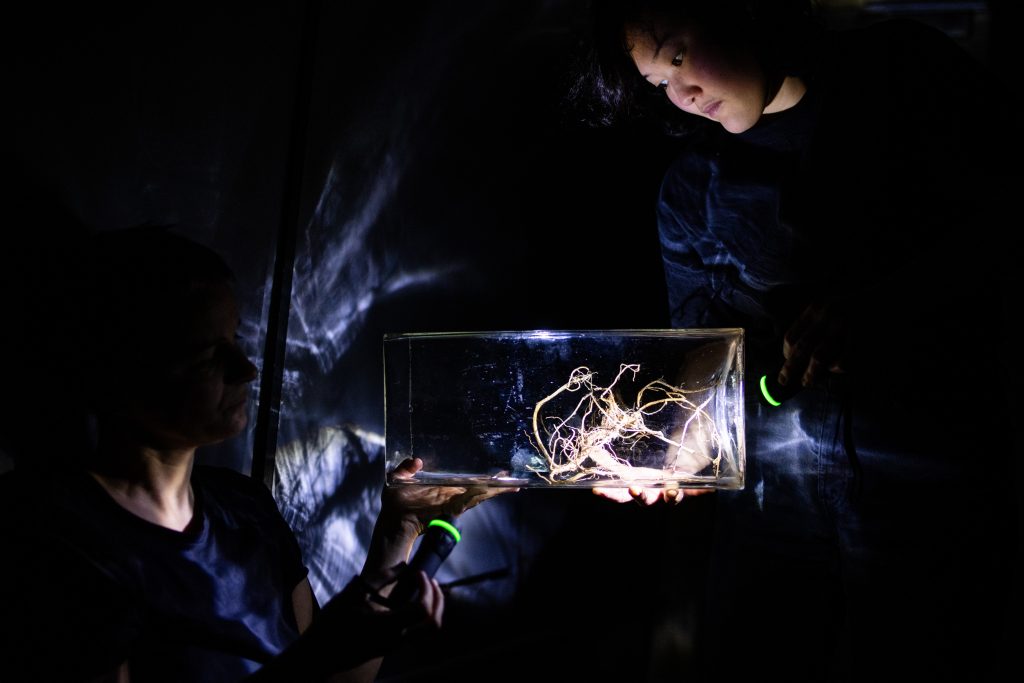 Ein dunkles Bild mit zwei menschlichen Figuren, die ein durchsichtiges rechteckiges Glasobjekt halten. Mit einer Taschenlampe beleuchtet die eine Person den Inhalt des Glasobjekts. Das sind kleine Wurzeln.